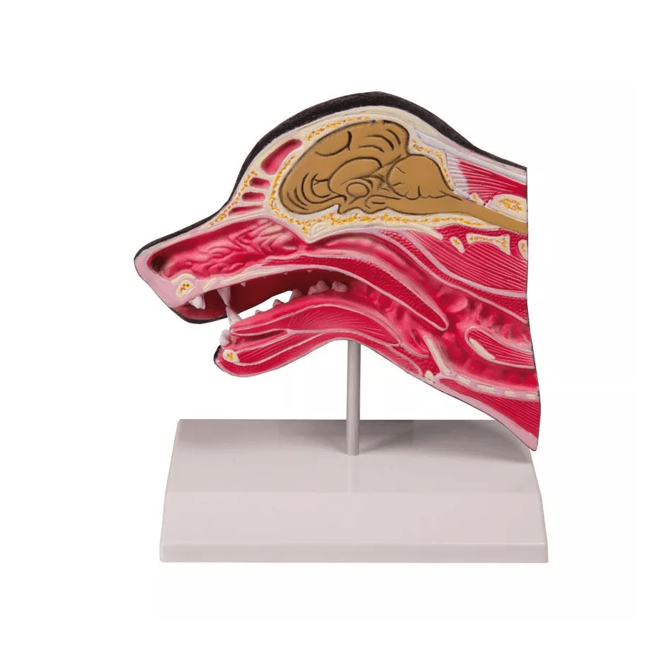 Medianschnitt eines Hundekopfes - Erler - Zimmer